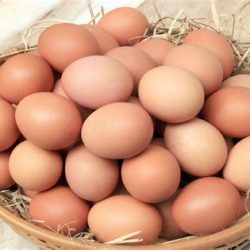 Oeufs frais
